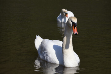 White swans swimming in a pond on a sunny day