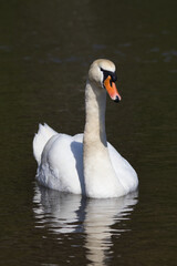 White swan swimming in a pond on a sunny day