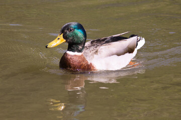 Fototapeta premium Mallard swimming in a pond on a sunny day