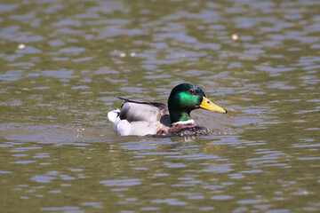 Mallard swimming in a pond on a sunny day
