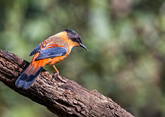 Rufous Sibia in Sattal, Uttarakhand, India