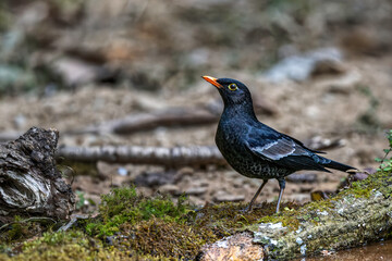 Grey winged blackbird, male in Sattal, Uttarakhand, India