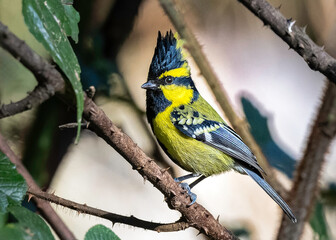 Himalayan black-lored tit in Sattal, Uttarakhand, India