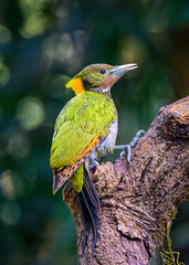 Greater yellownape in Sattal, Uttarakhand, India