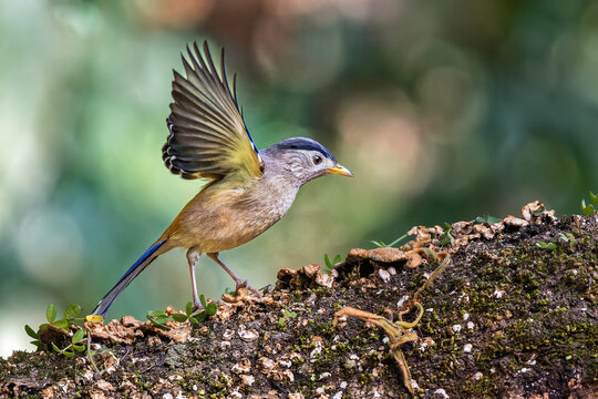 Blue winged minla female in Sattal, Uttarakhand, India