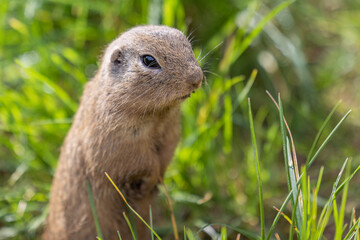 Siesel, a European ground squirrel