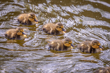 Group of ducks swimming together in a pond