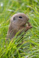 Siesel, a European ground squirrel