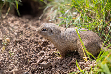 Siesel, a European ground squirrel