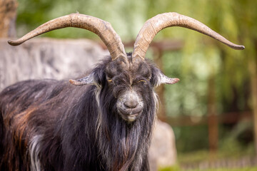 Dutch Landrace is a traditional Dutch breed of domestic goat