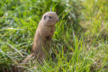 Siesel, a European ground squirrel