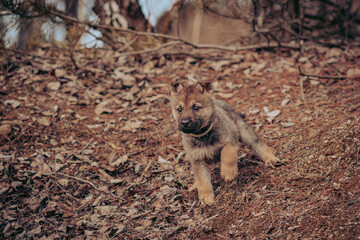 Wolf puppy gazing into the distance in an outdoor setting.