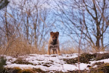 Wolf puppy gazing into the distance in an outdoor setting.