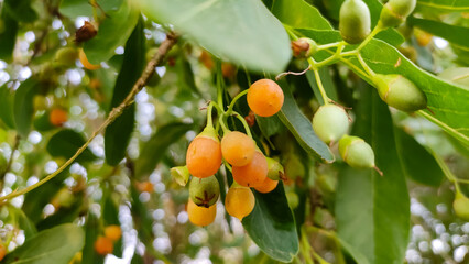 Ripped fruits on the tree branches, close up view