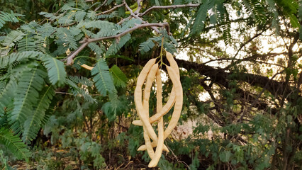 Ripped pods of prosopis pallida (mesquite tree) on the tree branches