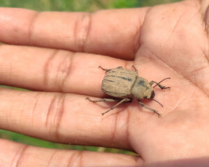 Wild insect in hand, close up view