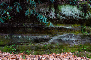 sediment rock formation with plants