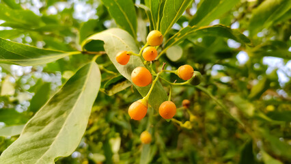 Ripped fruits on the tree branches, close up view