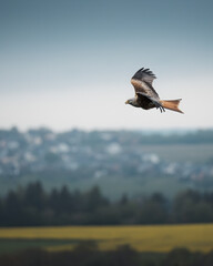 Red kite soaring close to a rural landscape with houses and fields below