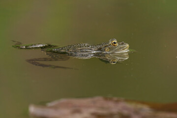 Marsh Frog resting in a tranquil pond