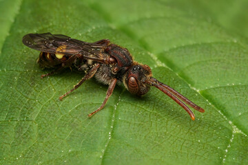Small Nomad Bee (Nomada Flavoguttata)
 perched on a green leaf