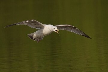Herring Gull gliding gracefully above tranquil waters