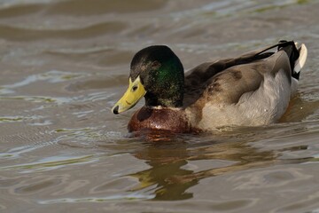 Mallard Duck swimming on water