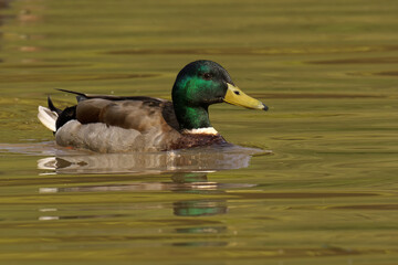 Male Mallard Duck swimming in a lake