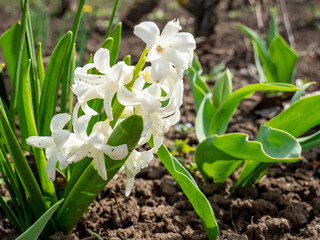 Close-up of white Oriental hyacinth flowers in a field