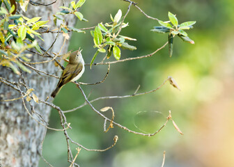 Western Bonelli's Warbler (Phylloscopus bonelli) - Commonly Found in Southern Europe and North Africa