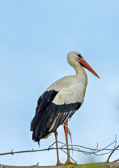 White Stork (Ciconia ciconia) - Commonly Found in Europe, Africa, and Asia