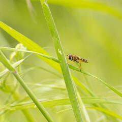Syrphid Fly on a leaf in the grass on a sunny day