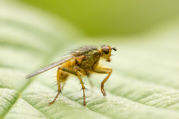 Fototapeta premium Yellow dung fly (Scathophaga stercoraria) standing on a leaf with spread-out legs