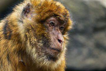 Monkey strolling on lush green grass.