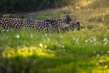 Cheetah strolling through a lush green field beside trees.