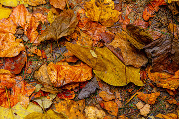Closeup shot of ground covered with dry leaves and fallen grass