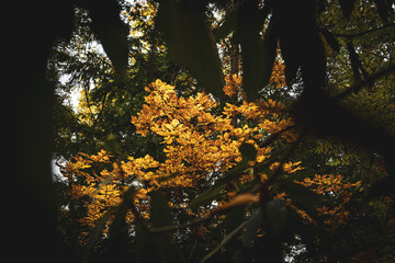 Beautiful shot of bright orange foliage on tree branches