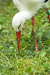 White Stork (Ciconia ciconia) - Commonly Found in Europe, Africa, and Asia