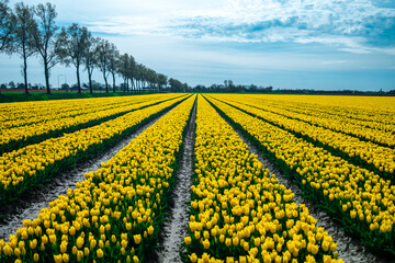 Tulip Season in the Netherlands