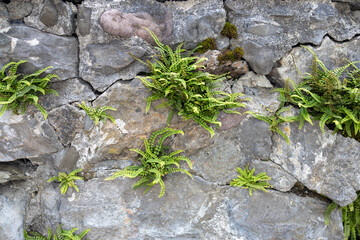 Closeup shot of green plants growing on rocks in grassy area
