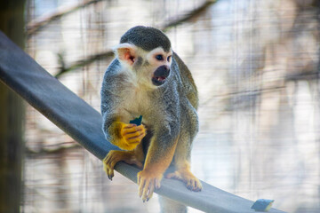 Squirrel monkey eating on branch tip with hand