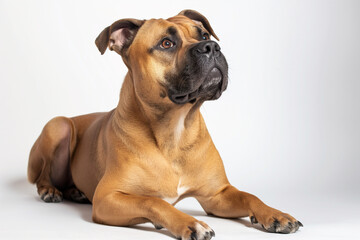Obraz premium Full body studio portrait of a beautiful dog. The dog is lying down and looking up over a background of pastel shades, radiating charm and playfulness.