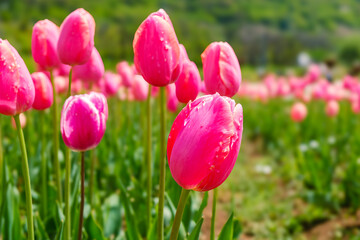 Close-up of pink tulips in a garden in Srinagar, Kashmir