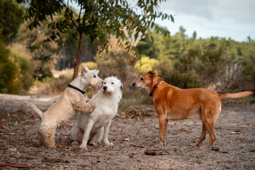 Cute dogs in the park.