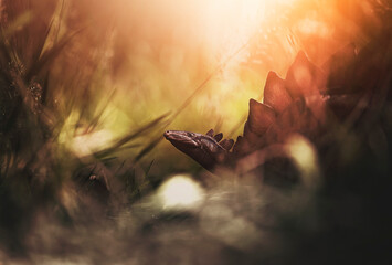 The lands before time.  © David