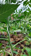 tomatoes in the garden