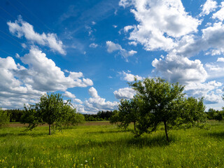 Obraz premium Landscape of a meadow orchard near Brunnthal south of Munich.