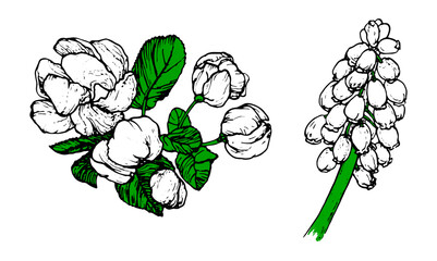 Spring flowers drawing with line-art on white background