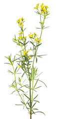 Lady's bedstraw flowers