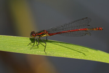 Large Red Damselfly with vibrant red eyes resting on a leaf